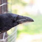 um_corvo_domestico_olha_para_fora_de_sua_gaiola_fechar_se_modo_macro_169016_4885_web