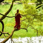 mova_dreva01_ctiago_robalo_web