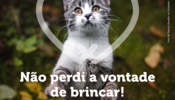 cartaz_esterilizacao_gato_aprovado