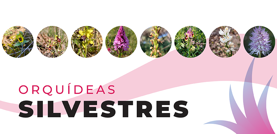 BANNER_ORQU&Iacute;DEAS