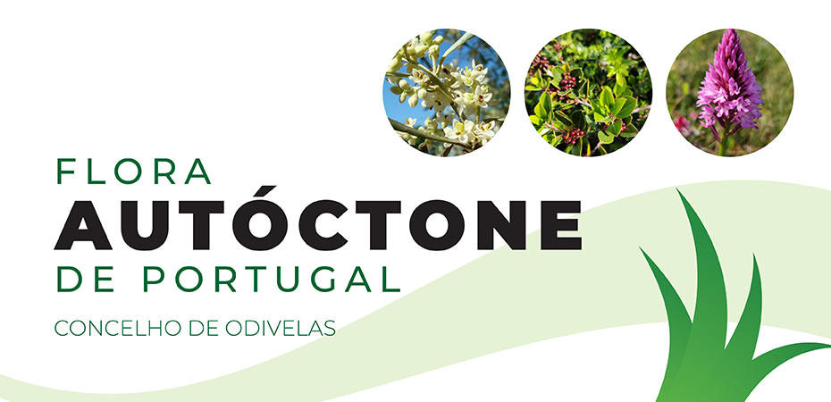 BANNER_GERAL FLORESTA AUT&Oacute;CTONE_930x450